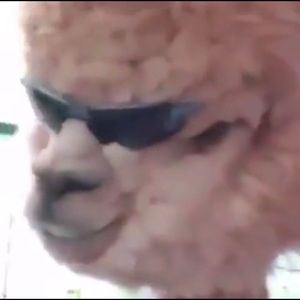 Meet your Posher, Mariah